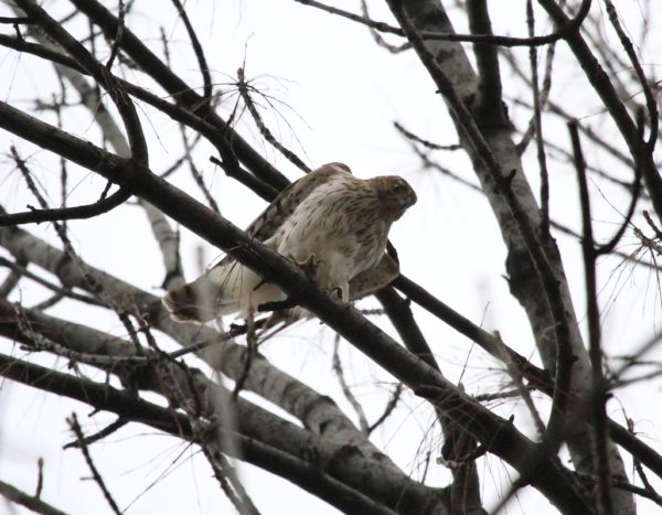 Close-up of a Cooper's Hawk in a park tree