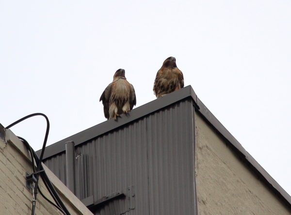 Washington Square Park NYU Hawks Bobby and Sadie Red-tailed sitting on building together