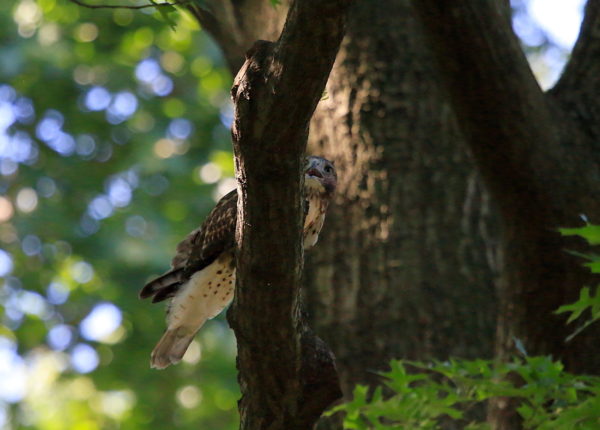 Washington Square Park Hawk fledgling baby crying in tree