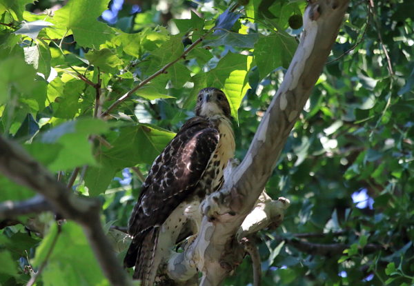 Washington Square Park Hawk baby sitting in tree
