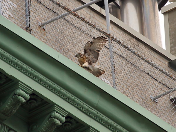Red-tailed Hawk fledgling walking on NYU building with wings upright, Washington Square Park (NYC)