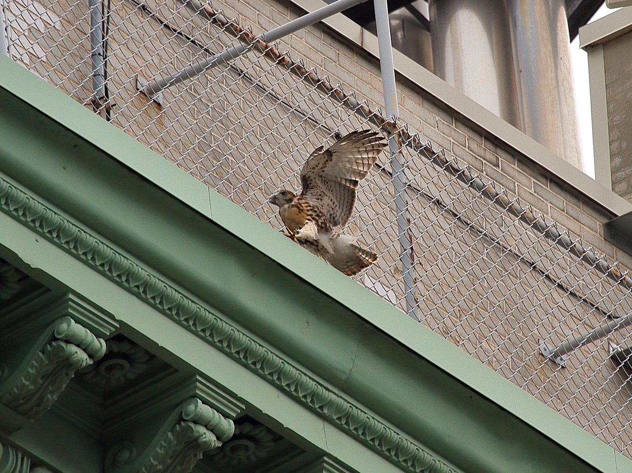 Young Red-tailed Hawk fledgling walking on NYU building roof, wings upright. Washington Square Park NYC