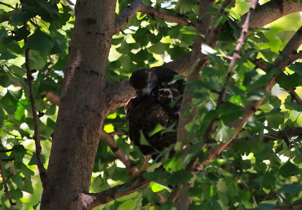 Washington Square Park Hawk fledgling preening in tree