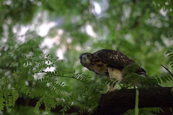 Washington Square Park Hawk in tree
