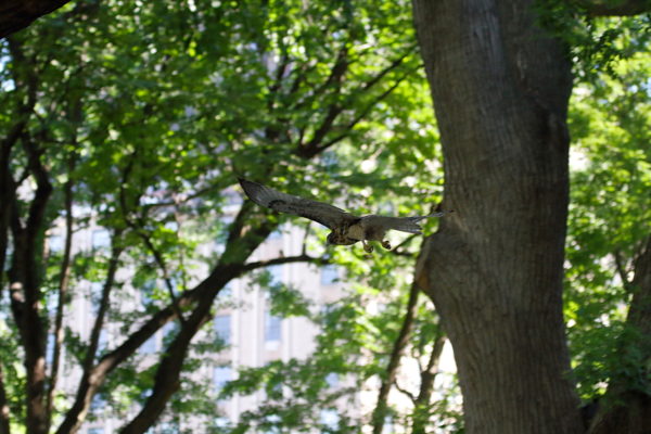Washington Square Park Red tailed Hawk flying in trees