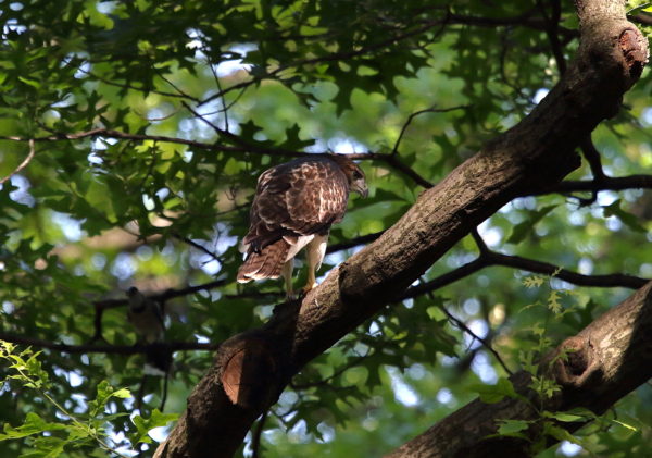 Washington Square Park Hawk fledgling in tree