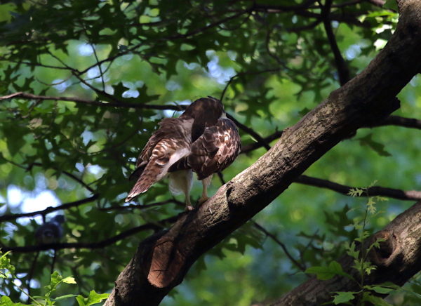 Washington Square Park Hawk fledgling in tree