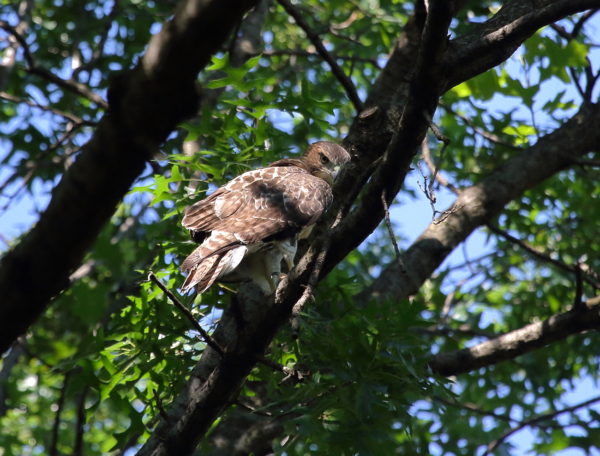 Washington Square Park Hawk fledgling sitting on branch