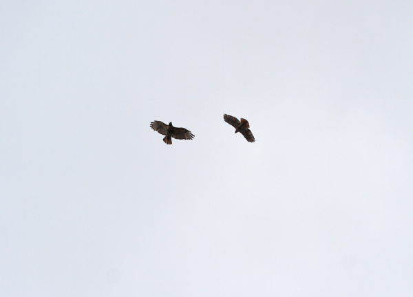 Washington Square Park (NYC) Red-tailed Hawks Bobby and Sadie circling sky together