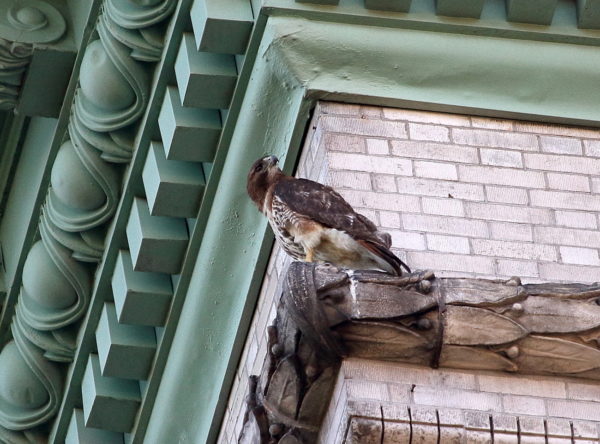 Washington Square Park Red-tailed Hawk cam adult mother Sadie