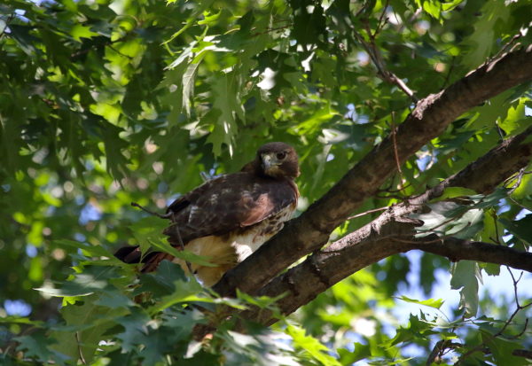 Washington Square Park Hawk adult mother Sadie in tree 2018