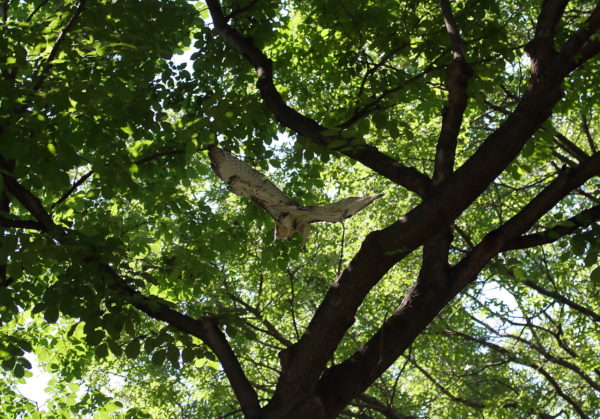 Washington Square Park Hawk fledgling flying