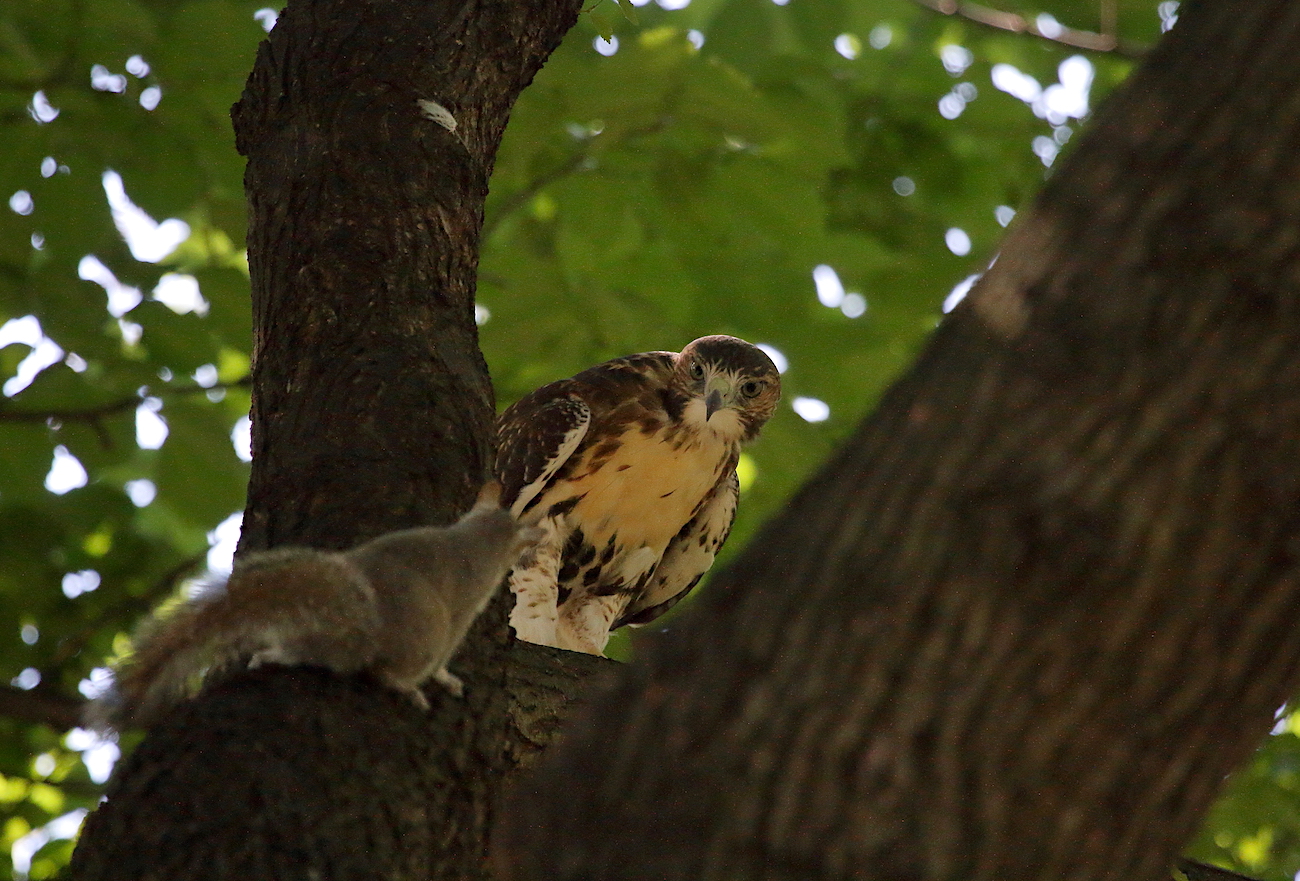 Young Red-tailed Hawk and squirrel looking at each other in tree, Washington Square Park (NYC)