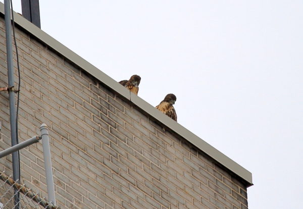 Young Red-tailed Hawk fledglings sitting on NYU building together, Washington Square Park (NYC)