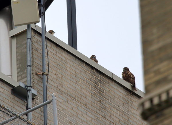 Three Red-tailed Hawk fledglings sitting together on NYU building, Washington Square Park (NYC)