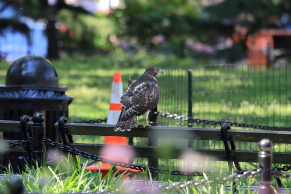 Washington Square Park fledgling Red-tail Hawk on bench