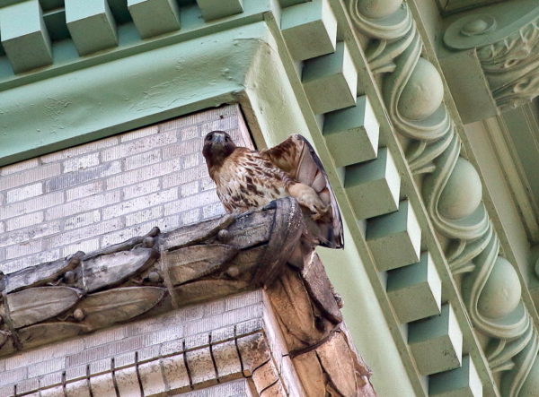 Washington Square Park Red tailed Hawk mother adult Sadie stretching