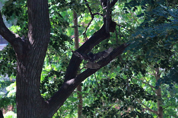Washington Square Park Hawk baby fledgling landing in tree