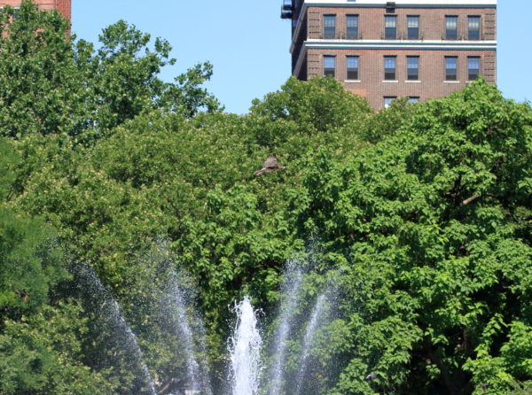 Washington Square Park Hawk fledgling flying over fountain