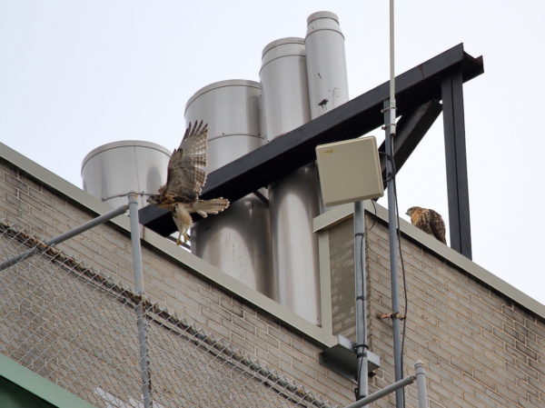 Red-tailed Hawk fledglings playing on NYU building, Washington Square Park (NYC)