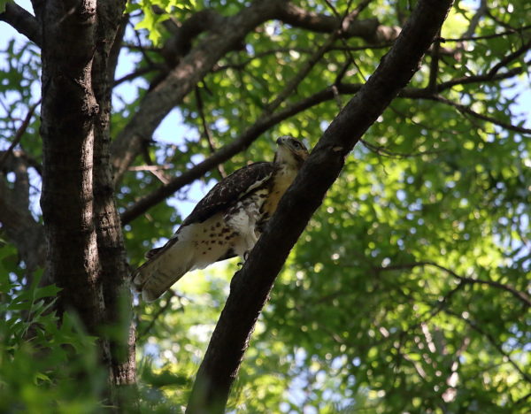 Washington Square Park Hawk baby in tree