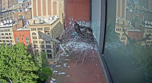 2018 NYU Hawk cam Red-tailed Hawk baby flying out of nest for first time