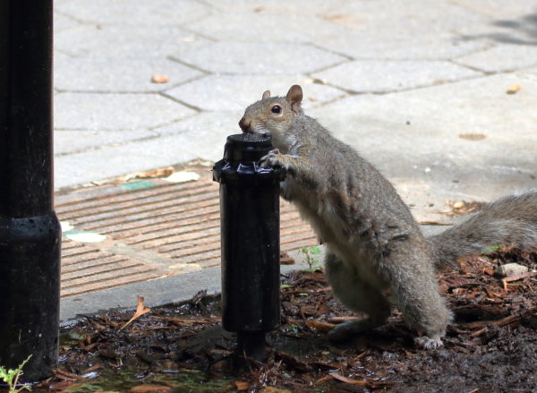 Squirrel standing drinking from lawn sprinkler, Washington Square Park (NYC)