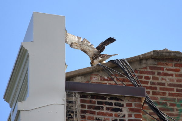 Fledgling Red-tailed Hawk standing on NYU building, wings upright. Washington Square Park (NYC)
