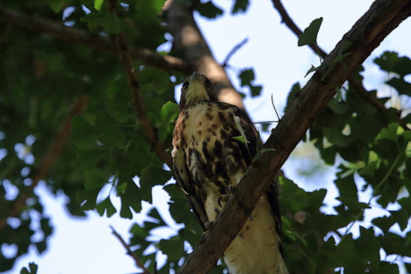 Young fledgling Red-tailed Hawk sitting in tree, Washington Square Park (NYC)