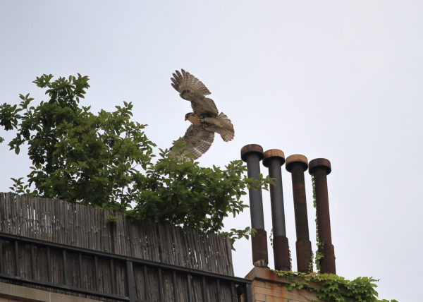Young fledgling Red-tailed Hawk flying on apartment building terrace, Washington Square Park (NYC)