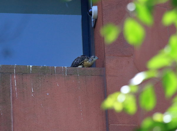 NYU Hawk cam Red-tailed Hawk baby sitting in on nest ledge, looking into Washington Square Park (NYC)