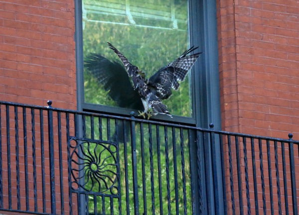 Fledgling Red-tailed Hawk landing on window sill, Washington Square Park (NYC)