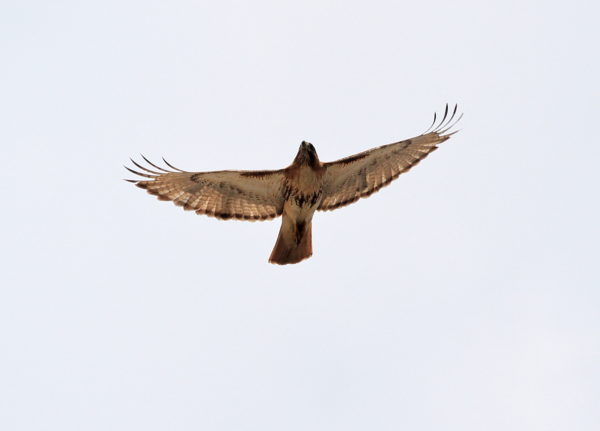 Adult Red-tailed Hawk flying above city, Bobby of Washington Square Park (NYC)
