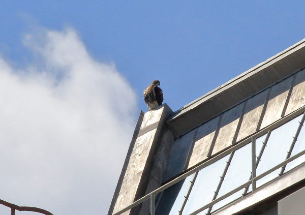 Young Red-tailed Hawk fledgling sitting on NYU building, Washington Square Park (NYC)