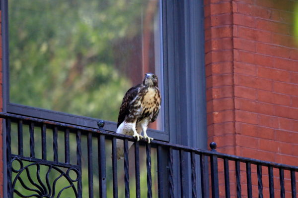 Young fledgling Red-tailed Hawk sitting on terrace railing, Washington Square Park (NYC)