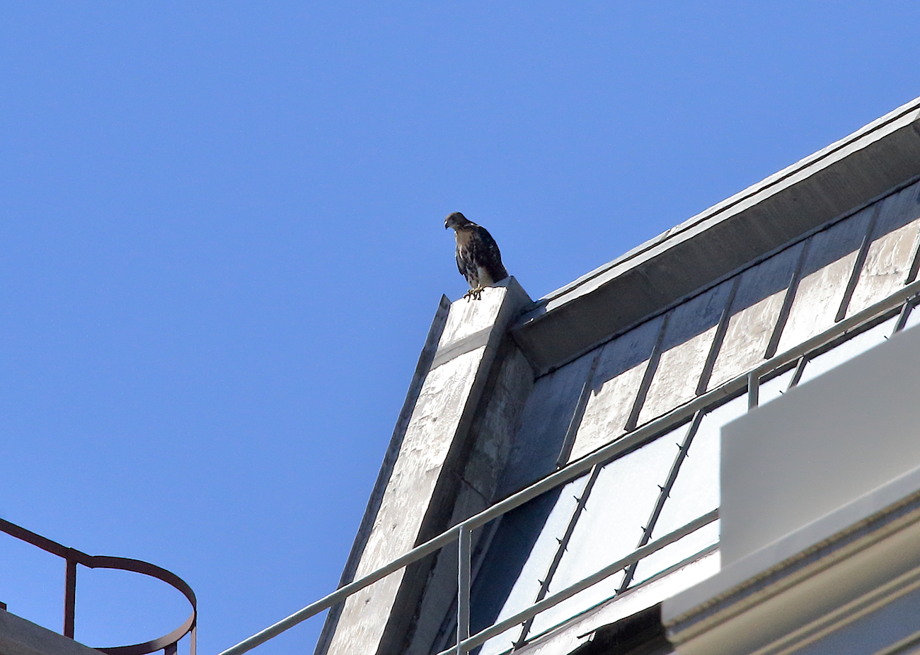Red-tailed Hawk fledgling sitting on an NYU building, Washington Square Park (NYC)