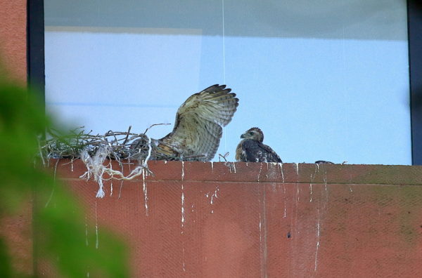 Three NYU Hawk cam Red-tailed Hawk babies sitting on nest ledge, Washington Square Park (NYC)