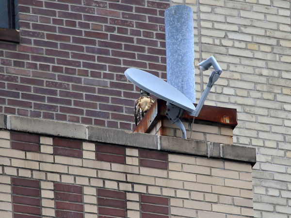 Young fledgling Red-tailed Hawk sitting near satellite dish, Washington Square Park (NYC)
