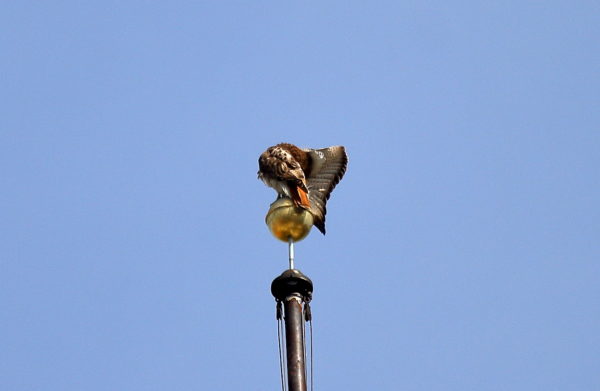 Red-tailed Hawk preening on flag pole, Washington Square Park (NYC) 