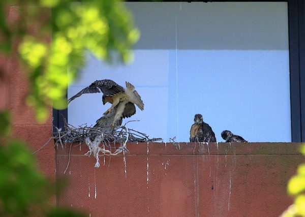 Three NYU Hawk cam Red-tailed Hawk babies in their nest, Washington Square Park (NYC)