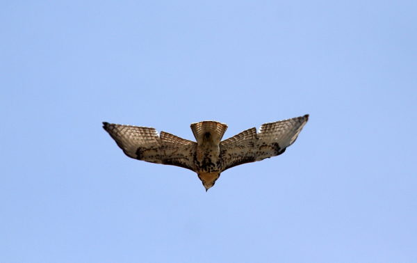 Young Red-tailed Hawk soaring, Washington Square Park (NYC)