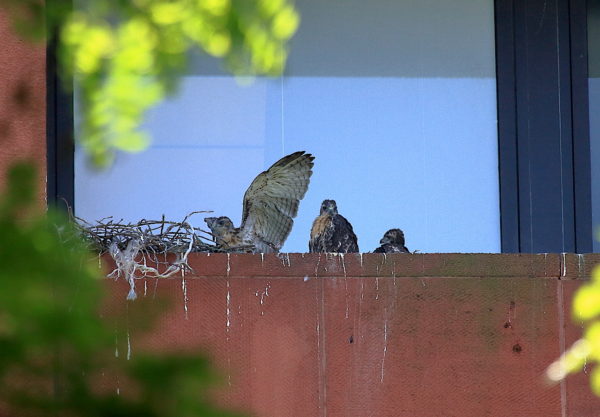 Three NYU Hawk cam Red-tailed Hawk babies sitting on nest ledge, Washington Square Park (NYC)