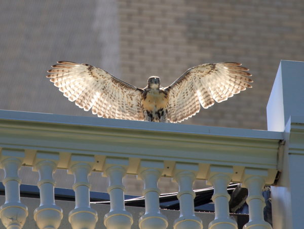 Young fledgling Red-tailed Hawk sitting on NYU building with wings outstretched, Washington Square Park (NYC)