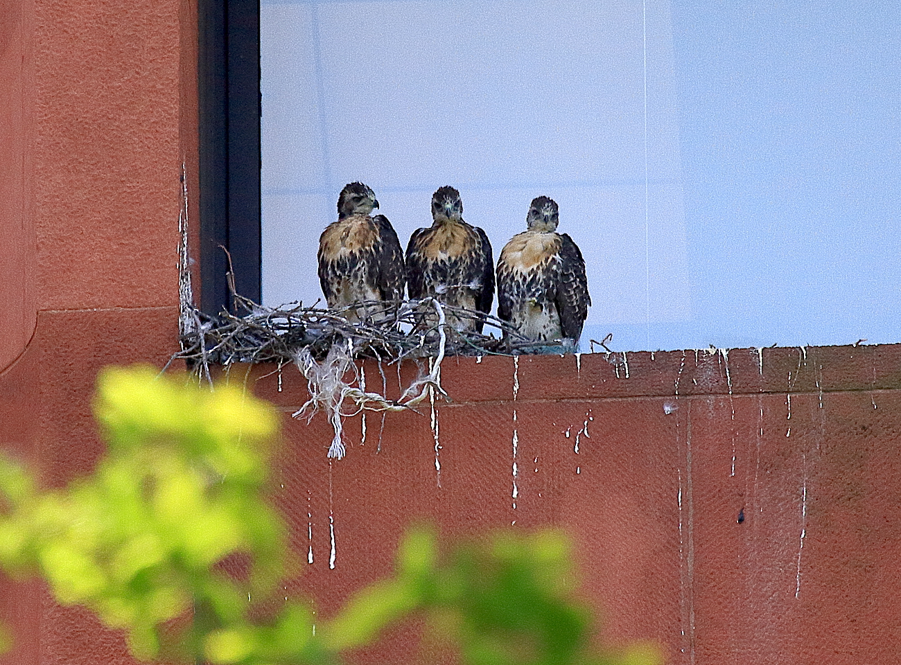 Three NYU Hawk cam Red-tailed Hawk babies sitting in a row in their nest, Washington Square Park (NYC)
