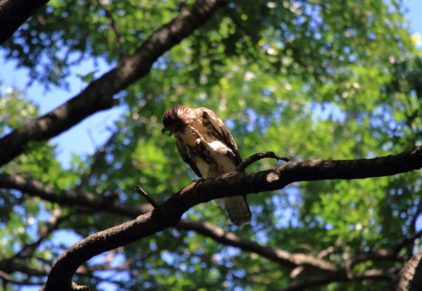 Young Red-tailed Hawk fledgling scratching head sitting on tree branch, Washington Square Park (NYC)