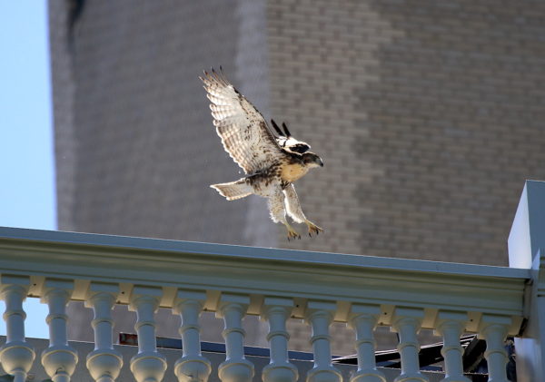 Red-tailed Hawk fledgling flying on NYU building, Washington Square Park (NYC)