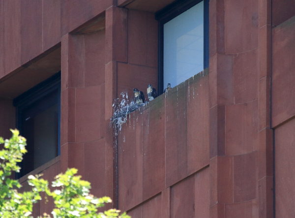 Three NYU Hawk cam Red-tailed Hawk babies sitting on nest ledge, Washington Square Park (NYC)