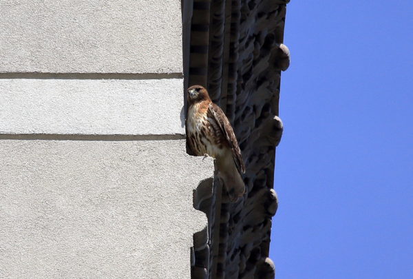 Female Red-tailed Hawk perched on building, Sadie of Washington Square Park (NYC)