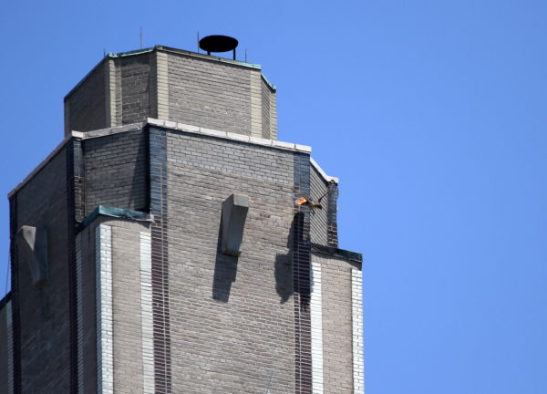 Red-tailed Hawk adult landing on One Fifth Avenue building, Washington Square Park (NYC)