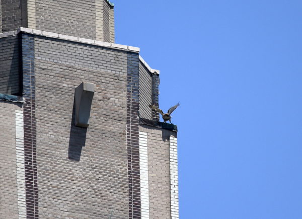 Red-tailed Hawk adult landing on One Fifth Avenue building, Washington Square Park (NYC)